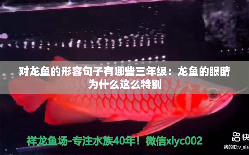 對龍魚的形容句子有哪些三年級：龍魚的眼睛為什么這么特別 水族問答 第1張