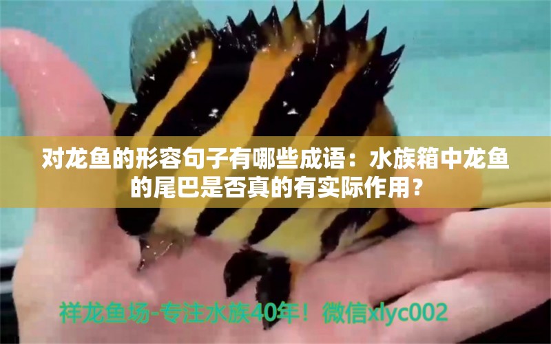 對(duì)龍魚的形容句子有哪些成語(yǔ)：水族箱中龍魚的尾巴是否真的有實(shí)際作用？ 水族問(wèn)答 第1張