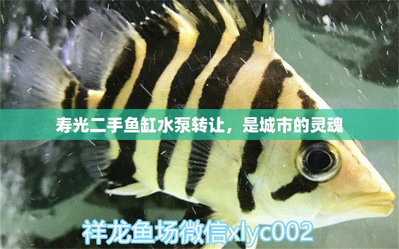 壽光二手魚缸水泵轉(zhuǎn)讓，是城市的靈魂 魚缸水泵 第1張