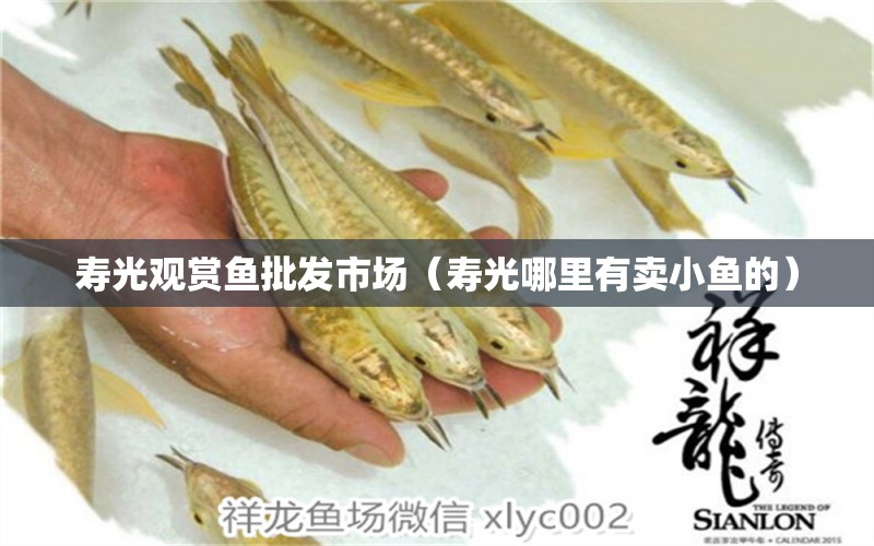 壽光觀賞魚批發(fā)市場（壽光哪里有賣小魚的）