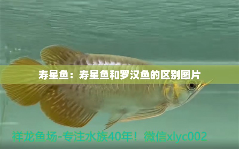 壽星魚：壽星魚和羅漢魚的區(qū)別圖片