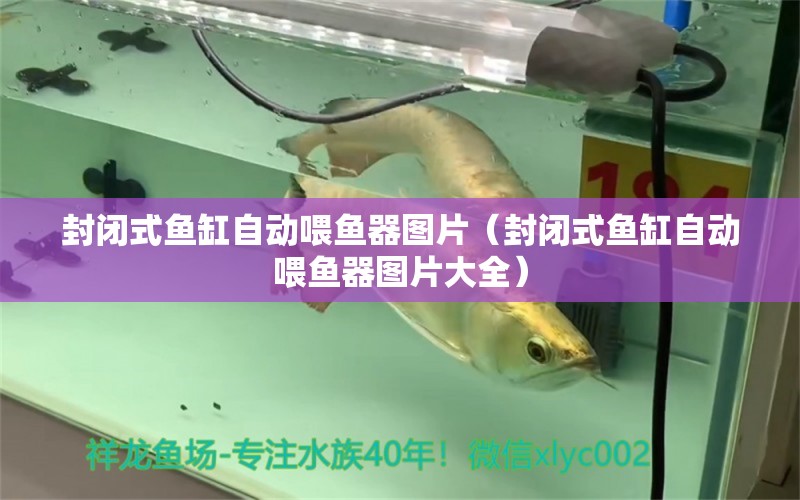 封閉式魚缸自動喂魚器圖片（封閉式魚缸自動喂魚器圖片大全） 祥龍水族醫(yī)院