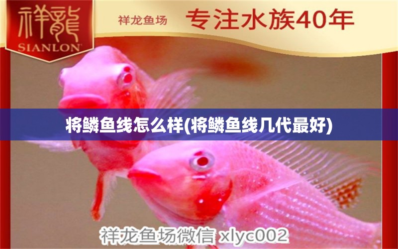 將鱗魚線怎么樣(將鱗魚線幾代最好) 垂釣樂園