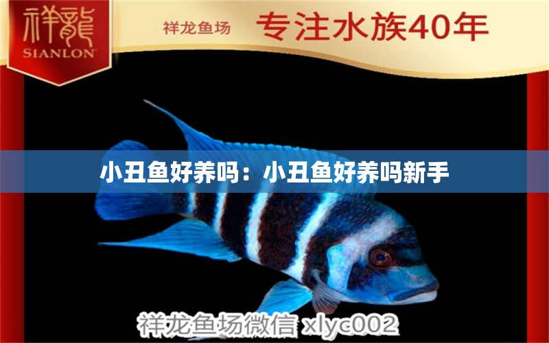 小丑魚(yú)好養(yǎng)嗎：小丑魚(yú)好養(yǎng)嗎新手 海水魚(yú)