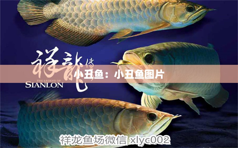 小丑魚：小丑魚圖片