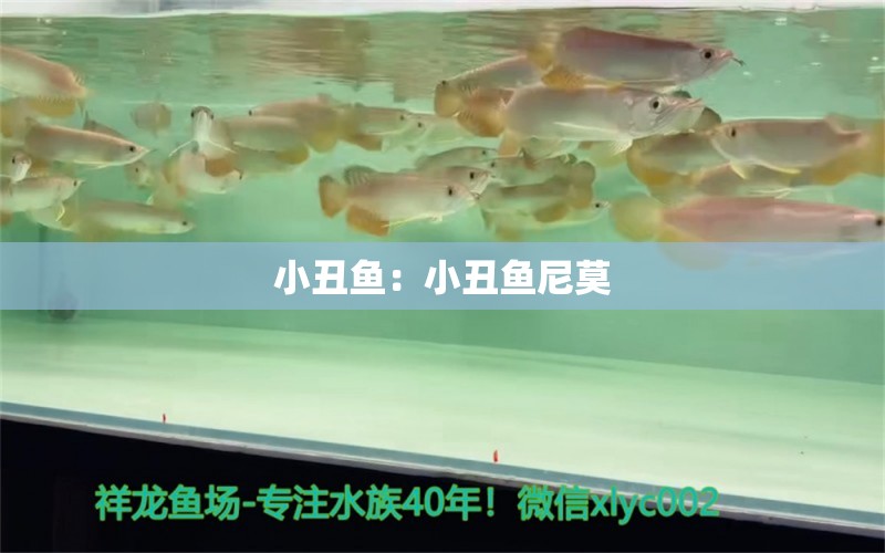 小丑魚：小丑魚尼莫 海水魚