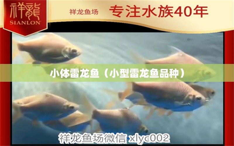 小體雷龍魚（小型雷龍魚品種） 龍魚疾病與治療