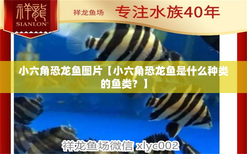 小六角恐龍魚圖片【小六角恐龍魚是什么種類的魚類？】 水族問答 第1張