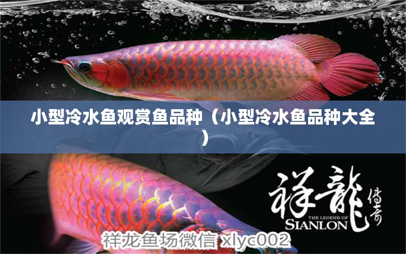 小型冷水魚觀賞魚品種（小型冷水魚品種大全）