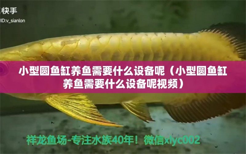 小型圓魚(yú)缸養(yǎng)魚(yú)需要什么設(shè)備呢（小型圓魚(yú)缸養(yǎng)魚(yú)需要什么設(shè)備呢視頻）