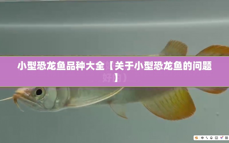 小型恐龍魚品種大全【關(guān)于小型恐龍魚的問題】 水族問答 第1張