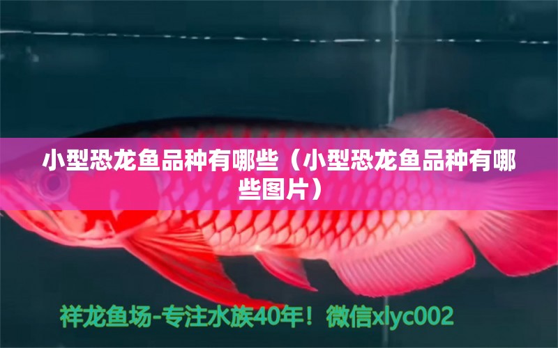 小型恐龍魚品種有哪些（小型恐龍魚品種有哪些圖片）