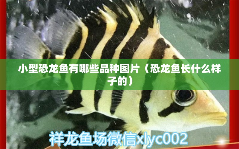 小型恐龍魚有哪些品種圖片（恐龍魚長(zhǎng)什么樣子的）