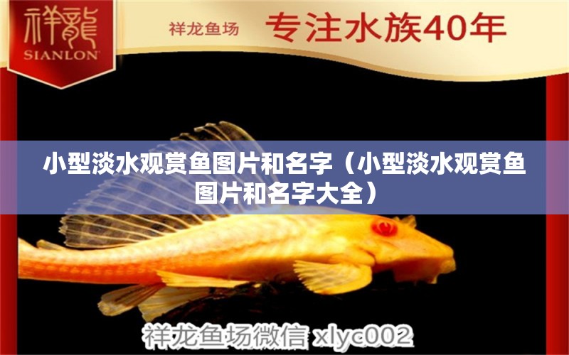 小型淡水觀賞魚圖片和名字（小型淡水觀賞魚圖片和名字大全）