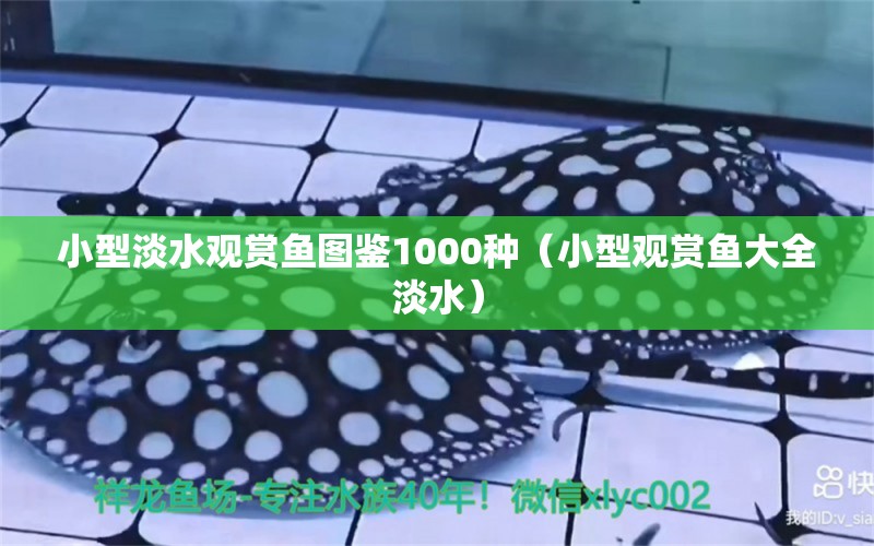 小型淡水觀賞魚圖鑒1000種（小型觀賞魚大全淡水）