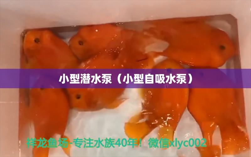 小型潛水泵（小型自吸水泵） 金老虎魚