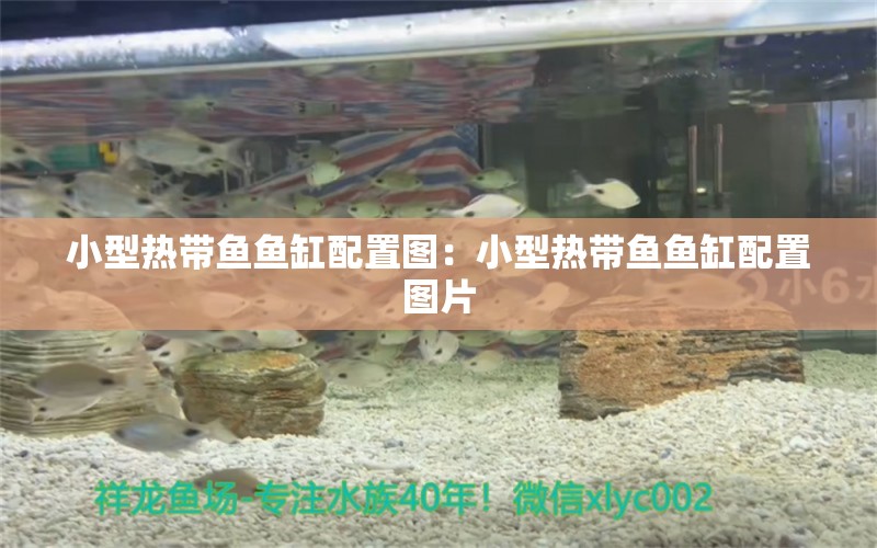 小型熱帶魚魚缸配置圖：小型熱帶魚魚缸配置圖片