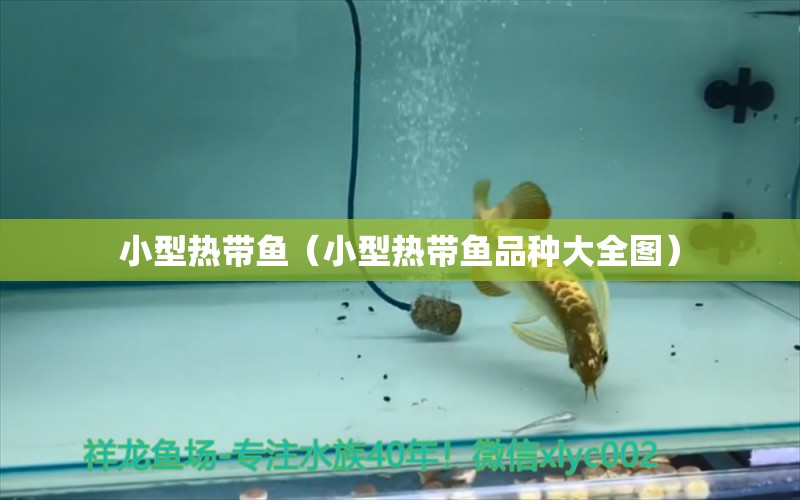 小型熱帶魚（小型熱帶魚品種大全圖）