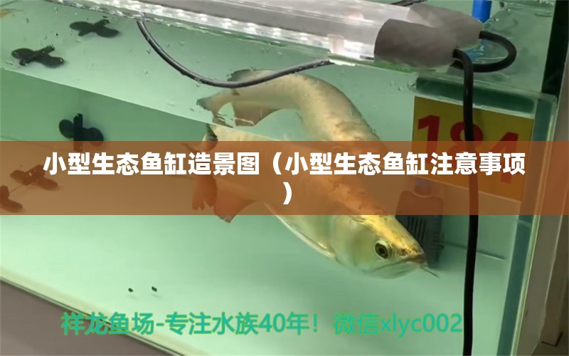 小型生態(tài)魚(yú)缸造景圖（小型生態(tài)魚(yú)缸注意事項(xiàng)）