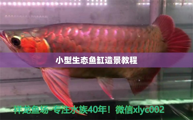 小型生態(tài)魚缸造景教程 祥龍魚場