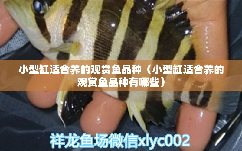 小型缸適合養(yǎng)的觀賞魚品種（小型缸適合養(yǎng)的觀賞魚品種有哪些） 魚缸凈水劑