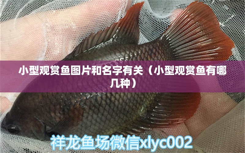 小型觀賞魚圖片和名字有關(guān)（小型觀賞魚有哪幾種） 元寶鳳凰魚專用魚糧