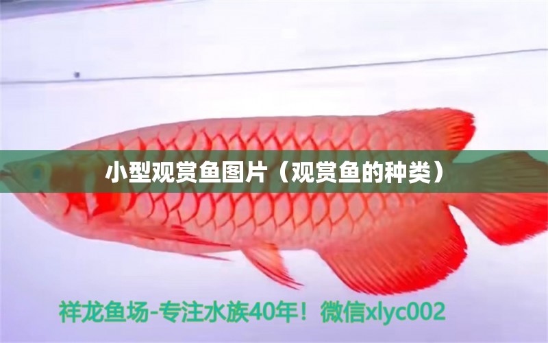 小型觀賞魚圖片（觀賞魚的種類）