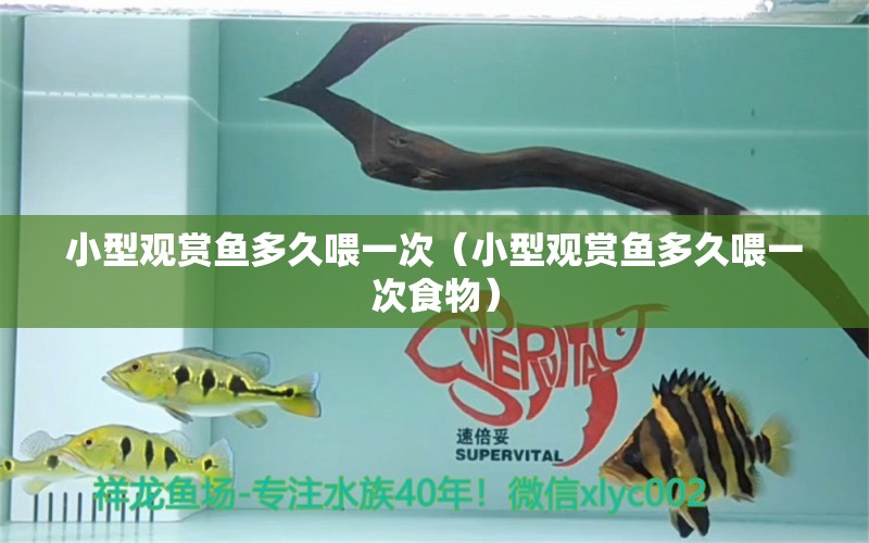 小型觀賞魚多久喂一次（小型觀賞魚多久喂一次食物）