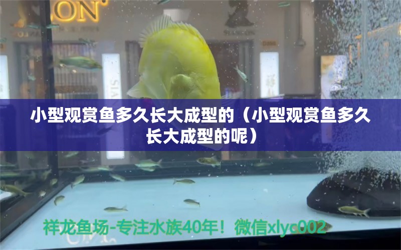 小型觀賞魚多久長大成型的（小型觀賞魚多久長大成型的呢） 小型觀賞魚