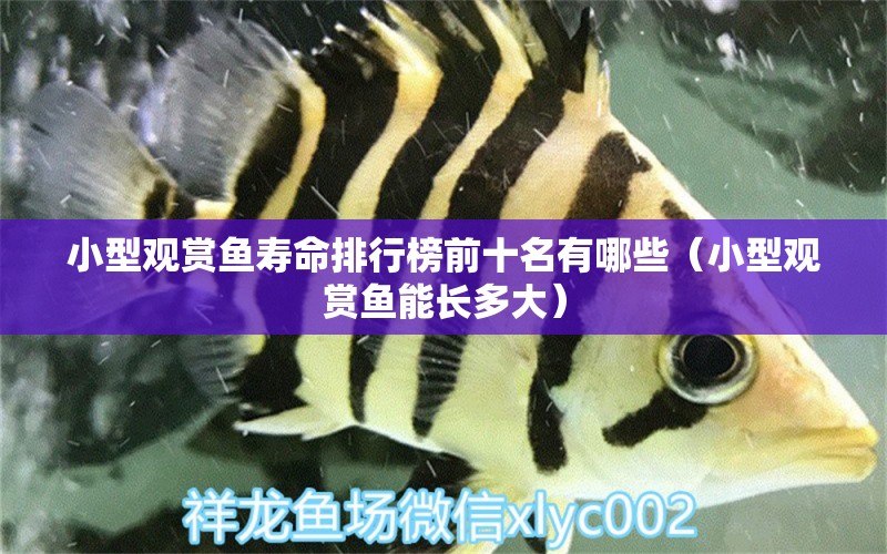 小型觀賞魚壽命排行榜前十名有哪些（小型觀賞魚能長多大）