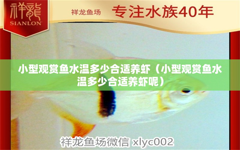 小型觀賞魚水溫多少合適養(yǎng)蝦（小型觀賞魚水溫多少合適養(yǎng)蝦呢）