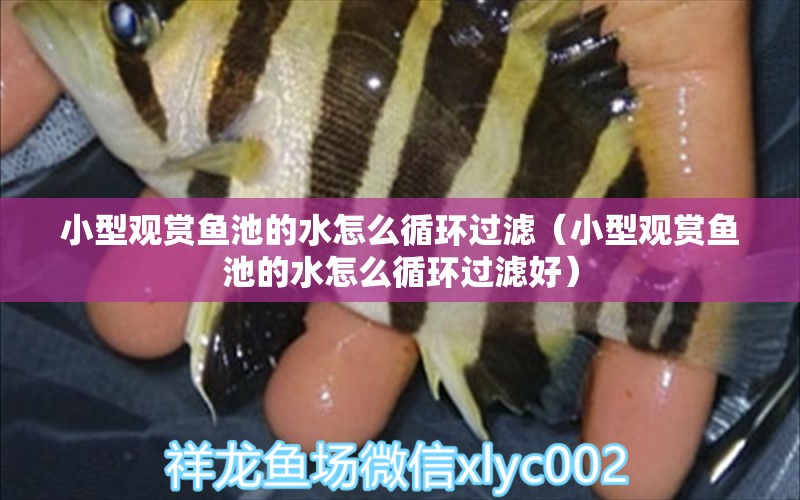 小型觀賞魚池的水怎么循環(huán)過濾（小型觀賞魚池的水怎么循環(huán)過濾好）