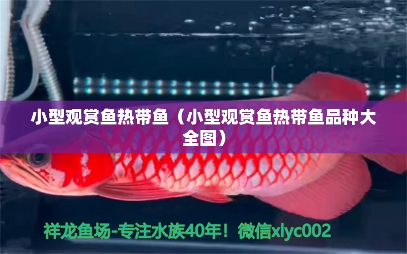 小型觀賞魚熱帶魚（小型觀賞魚熱帶魚品種大全圖）