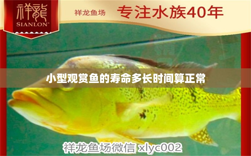 小型觀賞魚的壽命多長時間算正常