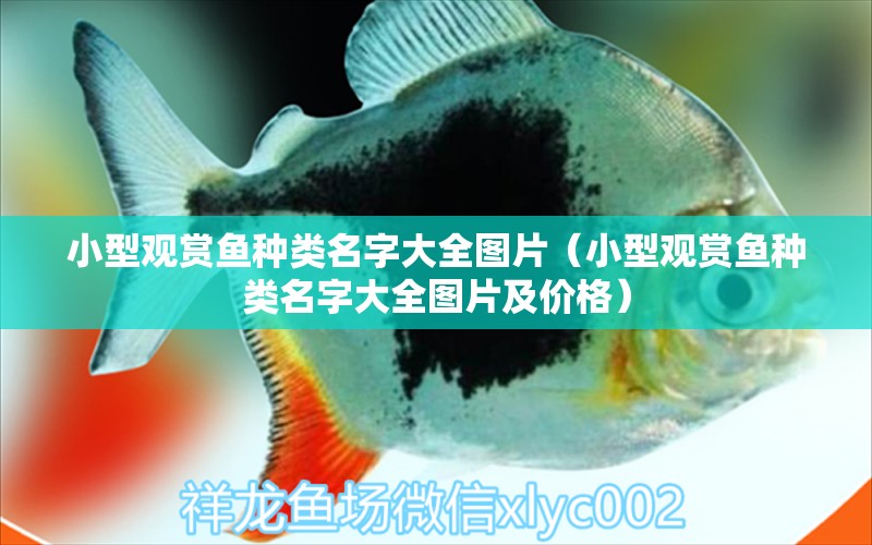 小型觀賞魚種類名字大全圖片（小型觀賞魚種類名字大全圖片及價格）