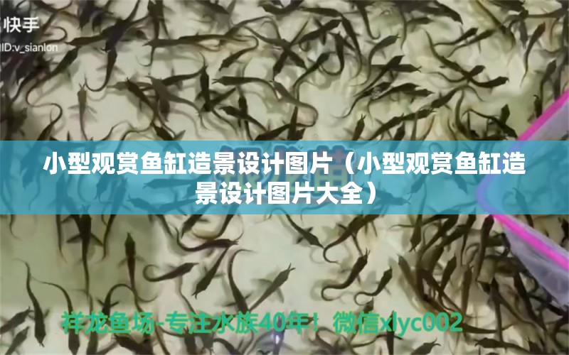 小型觀賞魚缸造景設計圖片（小型觀賞魚缸造景設計圖片大全）