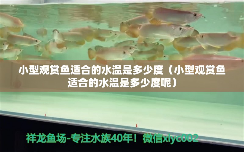 小型觀賞魚適合的水溫是多少度（小型觀賞魚適合的水溫是多少度呢）