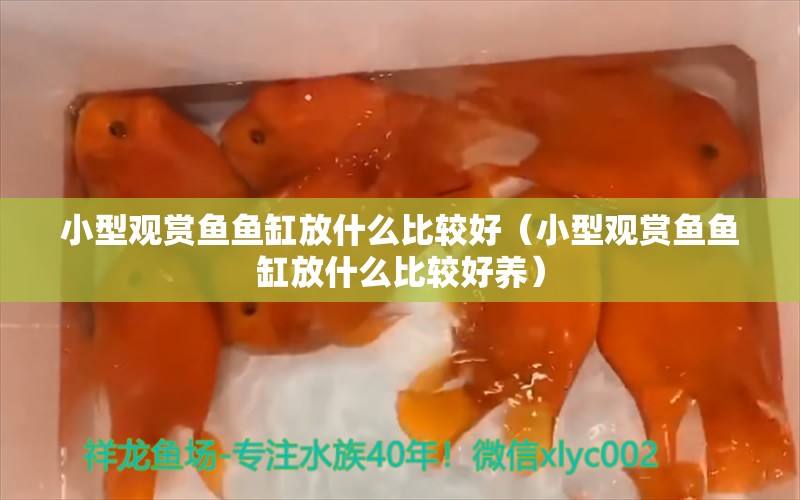 小型觀賞魚魚缸放什么比較好（小型觀賞魚魚缸放什么比較好養(yǎng)）