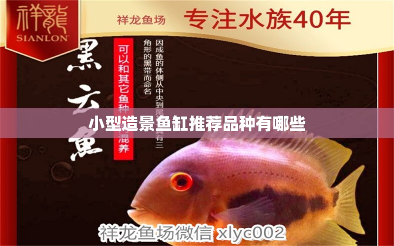 小型造景魚缸推薦品種有哪些 PH調(diào)節(jié)劑