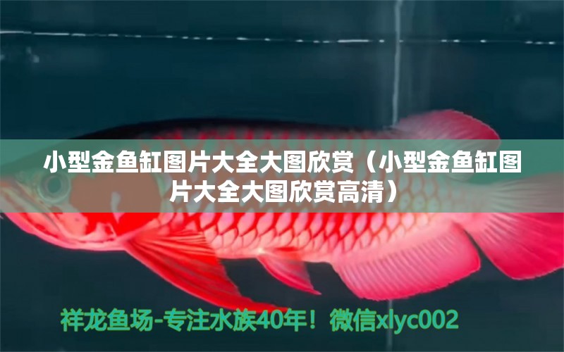 小型金魚缸圖片大全大圖欣賞（小型金魚缸圖片大全大圖欣賞高清） 蘇虎