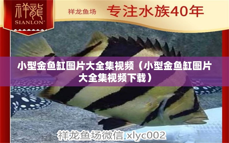 小型金魚缸圖片大全集視頻（小型金魚缸圖片大全集視頻下載） 黃吉金龍（白子金龍魚）