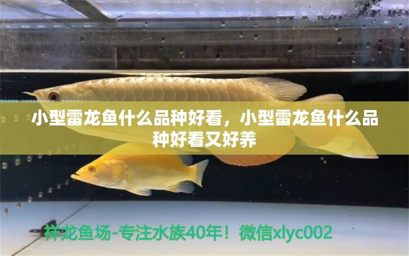 小型雷龍魚什么品種好看，小型雷龍魚什么品種好看又好養(yǎng) 龍魚批發(fā)