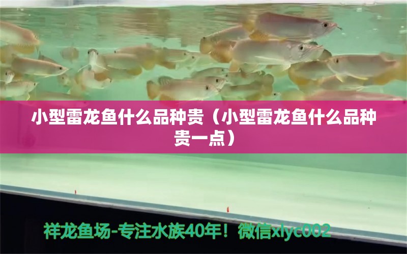 小型雷龍魚什么品種貴（小型雷龍魚什么品種貴一點(diǎn)） 祥龍魚場