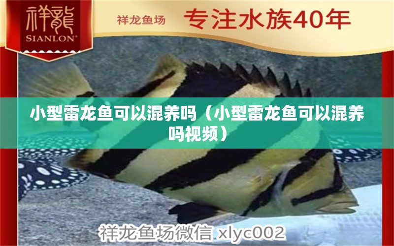 小型雷龍魚可以混養(yǎng)嗎（小型雷龍魚可以混養(yǎng)嗎視頻）