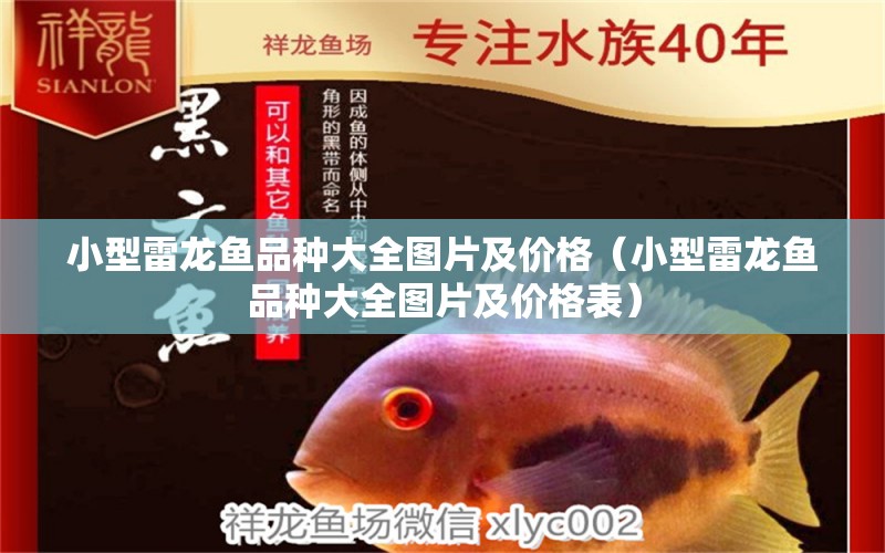 小型雷龍魚品種大全圖片及價格（小型雷龍魚品種大全圖片及價格表）