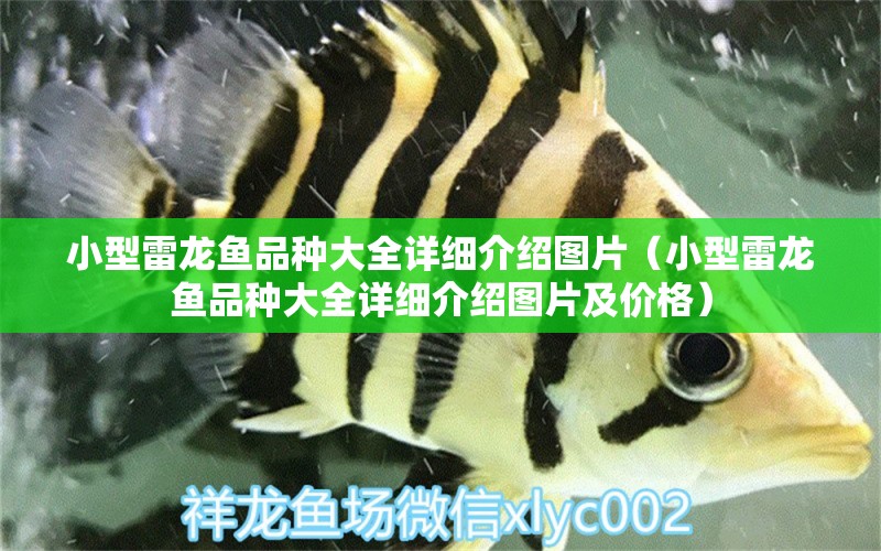 小型雷龍魚品種大全詳細(xì)介紹圖片（小型雷龍魚品種大全詳細(xì)介紹圖片及價(jià)格） 龍魚疾病與治療