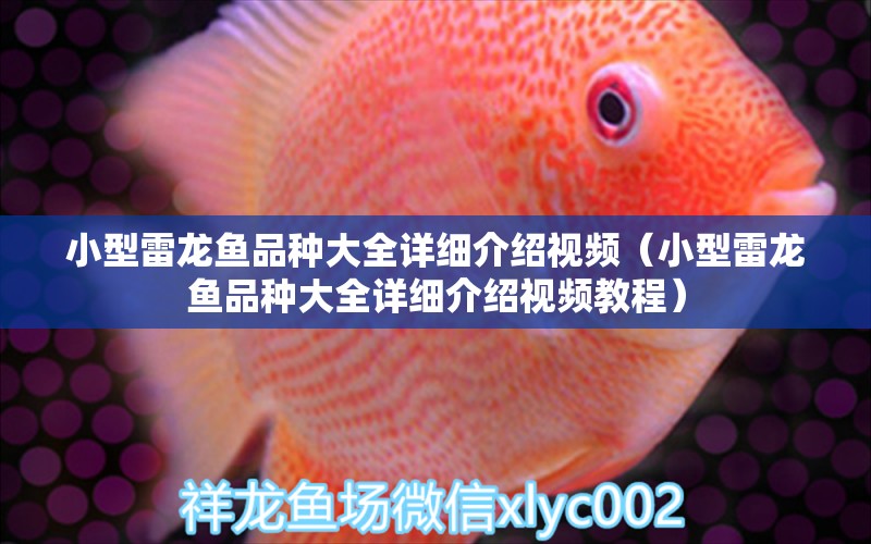 小型雷龍魚品種大全詳細介紹視頻（小型雷龍魚品種大全詳細介紹視頻教程）