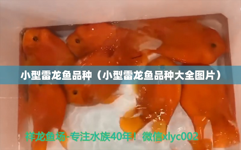 小型雷龍魚品種（小型雷龍魚品種大全圖片） 龍魚疾病與治療