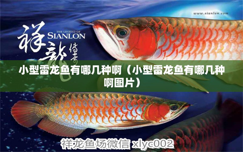 小型雷龍魚有哪幾種啊（小型雷龍魚有哪幾種啊圖片）