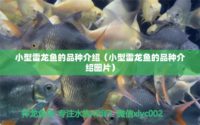 小型雷龍魚的品種介紹（小型雷龍魚的品種介紹圖片）